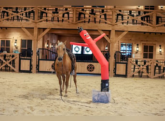 American Quarter Horse, Gelding, 11 years, Palomino