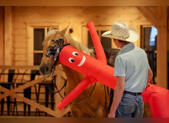 American Quarter Horse, Gelding, 11 years, Palomino