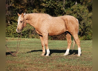 American Quarter Horse, Gelding, 11 years, Palomino