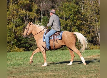 American Quarter Horse, Gelding, 11 years, Palomino