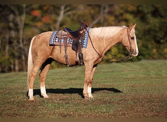 American Quarter Horse, Gelding, 11 years, Palomino