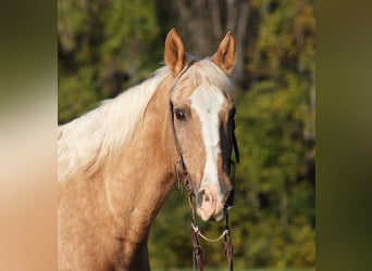 American Quarter Horse, Gelding, 11 years, Palomino