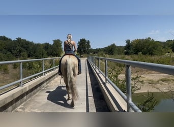 American Quarter Horse, Gelding, 11 years, Palomino