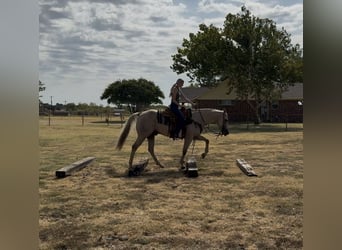 American Quarter Horse, Gelding, 11 years, Palomino