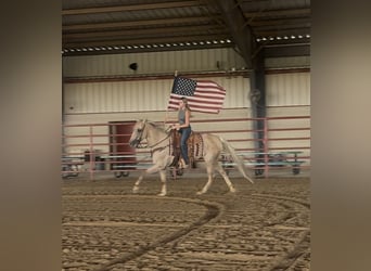 American Quarter Horse, Gelding, 11 years, Palomino