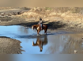 American Quarter Horse Mix, Gelding, 11 years, Red Dun