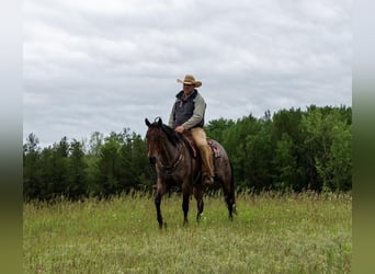 American Quarter Horse, Gelding, 11 years, Roan-Bay