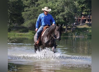 American Quarter Horse, Gelding, 11 years, Roan-Blue