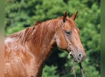 American Quarter Horse, Gelding, 11 years, Roan-Red