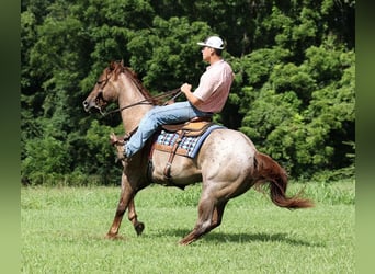 American Quarter Horse, Gelding, 11 years, Roan-Red