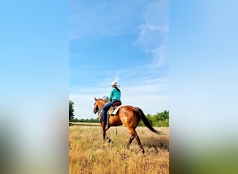 American Quarter Horse, Gelding, 11 years, Sorrel