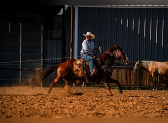 American Quarter Horse, Gelding, 11 years, Sorrel