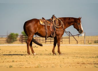American Quarter Horse, Gelding, 11 years, Sorrel