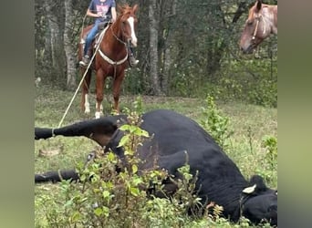 American Quarter Horse, Gelding, 11 years, Sorrel