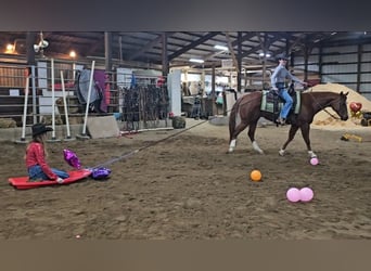 American Quarter Horse, Gelding, 11 years, Sorrel