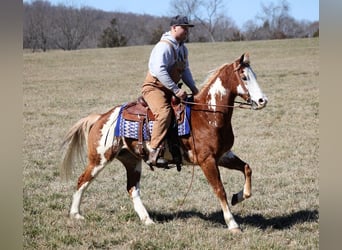 American Quarter Horse, Gelding, 11 years, Sorrel