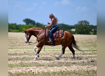 American Quarter Horse, Gelding, 11 years, Sorrel
