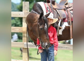 American Quarter Horse, Gelding, 11 years, Tobiano-all-colors