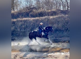 American Quarter Horse, Gelding, 11 years, Tobiano-all-colors