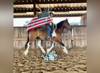 American Quarter Horse, Gelding, 11 years, Tobiano-all-colors