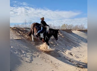 American Quarter Horse, Gelding, 11 years, Tobiano-all-colors