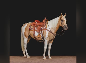 American Quarter Horse, Gelding, 11 years, Tobiano-all-colors