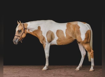 American Quarter Horse, Gelding, 11 years, Tobiano-all-colors
