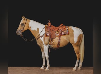 American Quarter Horse, Gelding, 11 years, Tobiano-all-colors