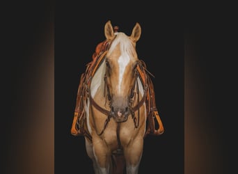 American Quarter Horse, Gelding, 11 years, Tobiano-all-colors