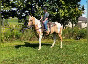 American Quarter Horse, Gelding, 11 years, Tobiano-all-colors