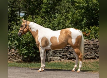 American Quarter Horse, Gelding, 11 years, Tobiano-all-colors