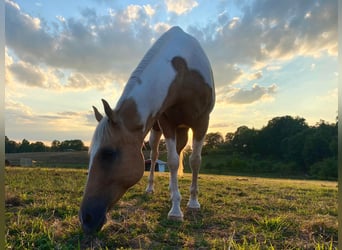 American Quarter Horse, Gelding, 11 years, Tobiano-all-colors