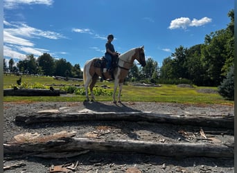 American Quarter Horse, Gelding, 11 years, Tobiano-all-colors