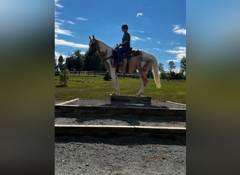 American Quarter Horse, Gelding, 11 years, Tobiano-all-colors