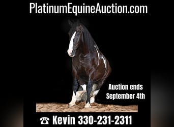 American Quarter Horse, Gelding, 11 years, Tobiano-all-colors