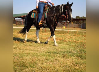 American Quarter Horse, Gelding, 11 years, Tobiano-all-colors