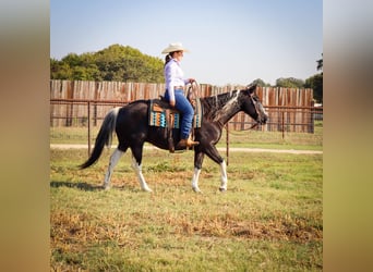 American Quarter Horse, Gelding, 11 years, Tobiano-all-colors