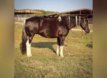 American Quarter Horse, Gelding, 11 years, Tobiano-all-colors