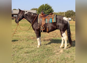 American Quarter Horse, Gelding, 11 years, Tobiano-all-colors