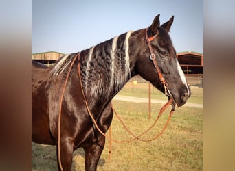 American Quarter Horse, Gelding, 11 years, Tobiano-all-colors