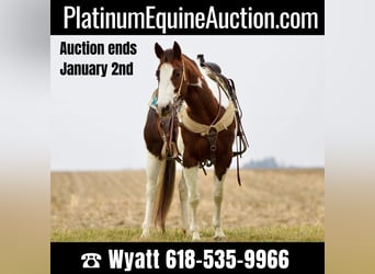 American Quarter Horse, Gelding, 11 years, Tobiano-all-colors