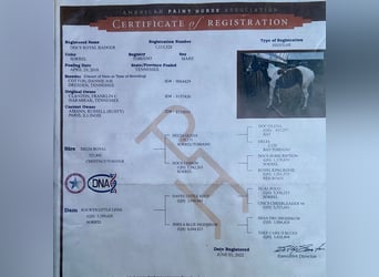 American Quarter Horse, Gelding, 11 years, Tobiano-all-colors