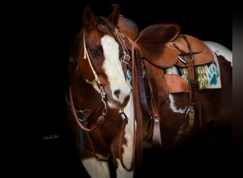 American Quarter Horse, Gelding, 11 years, Tobiano-all-colors