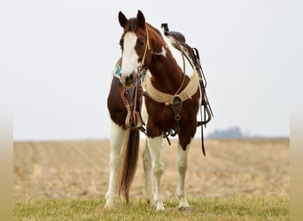 American Quarter Horse, Gelding, 11 years, Tobiano-all-colors