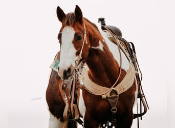American Quarter Horse, Gelding, 11 years, Tobiano-all-colors