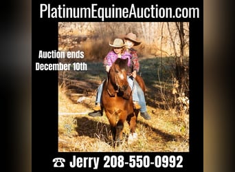 American Quarter Horse, Gelding, 12 years, 12 hh, Bay