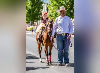 American Quarter Horse, Gelding, 12 years, 12 hh, Bay