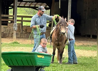 American Quarter Horse, Gelding, 12 years, 12 hh, Buckskin