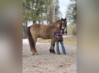 American Quarter Horse, Gelding, 12 years, 12 hh, Buckskin