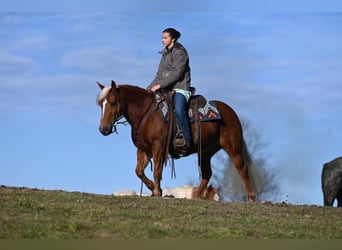 American Quarter Horse, Gelding, 12 years, 13,1 hh, Chestnut